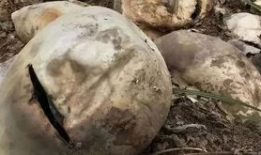 方山吃瓜最新事件爆料,最新爆料揭露惊人内幕